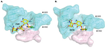 Image: Surface representations of the binding sites of aminoglycosides paromomycin (PAR) (A) and G418 (B) in bacterial and leishmanial ribosomes. Aminoglycosides are in stick representations with mostly yellow highlighting. The coloring in the surface representations corresponds to residue conservation among prokaryotic and eukaryotic systems—residues shown in cyan-blue are highly conserved among all kingdoms while residues in light pink are rather diverse. (Photo courtesy of Shalev M, et al., 2011, and the journal Nucleic Acids Research).