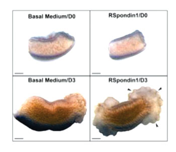 Image: Embryonic bowel explants were cultured for three days in basal media alone or this media supplemented with R-Spondin 1. Note that, in the latter condition, there was exuberant growth of tissue from the ends of explants. Bars are 250 microns long (Photo courtesy of the University of Manchester).