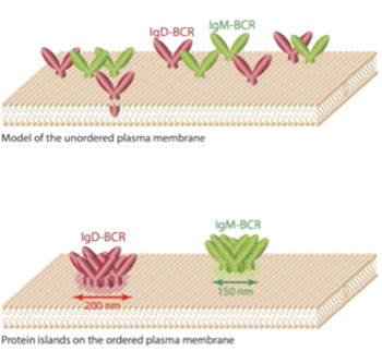 Image: Researchers previously assumed that receptors such as the antigen receptors of class Immunoglobulin M and Immunoglobulin D are freely diffusing and equally distributed molecules on the membrane. However, the new study shows that these antigen receptors are organized in different membrane compartments, also called \"protein islands\", with diameters of 150–200 nanometers (Photo courtesy of Reth Research Group, BIOSS Centre for Biological Signaling Studies of the University of Freiburg).