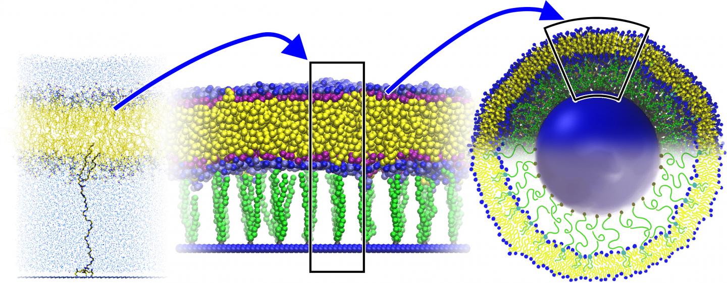 Image: A liposome, stabilized by anchoring its membrane to a solid cord with polymeric tethers, could provide a more stable carrier for nanoparticles (Photo courtesy of ACS Nano: http://pubs.acs.org/doi/10.1021/acsnano.5b03439)