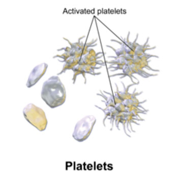 Image: Three-dimensional rendition of human blood platelets (Photo courtesy of Wikimedia Commons).