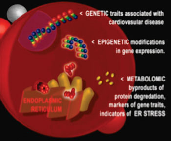 Image: Using DNA and RNA markers, ER stress was uncovered as the biological process responsible for the increased risk of heart disease events (Photo courtesy of Mark Dubowski, Duke University).