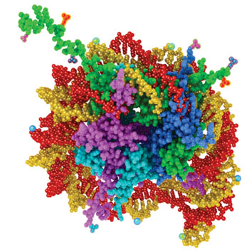 Image: Schematic diagram of a nucleosome which is a section of DNA that is wrapped around a core of proteins and the basis for the NuQ biomarker assays (Photo courtesy of VolitionRx Limited).