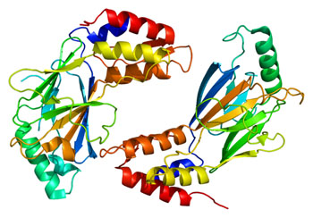 Image: Structure of the transcription factor IRF3 (interferon regulatory factor 3) (Photo courtesy of Wikimedia Commons).