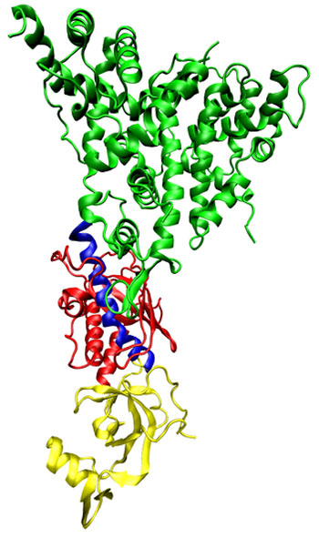 Image: Representation of a molecule of the Dicer enzyme (Photo courtesy of Wikimedia Commons).