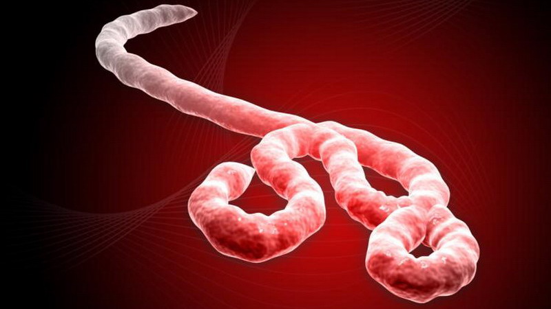 Уровни вируса Эбола в крови могут предсказывать летальный исход. Уровни вируса Эбола в крови могут предсказывать летальный исход.