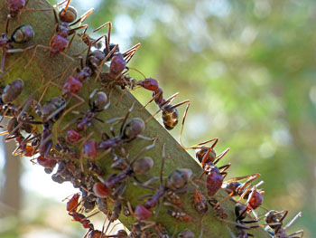 Image: Scientists had viewed ant antennae as being used only to receive information – new research has demonstrated that they also transmit critical social signals (Photo courtesy of the University of Melbourne).