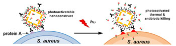 Image: This schematic illustration shows the working principle of the gold nanocage-based, photo-activated anti-bacterial drug delivery system (Photo courtesy of the University of Arkansas).