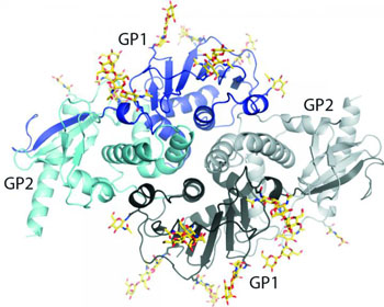 Image: The structure gives scientists a new view of Lymphocytic choriomeningitis mammarenavirus (LCMV), a close relative of the Lassa fever virus (Photo courtesy of the Ollmann Saphire Laboratory, The Scripps Research Institute).