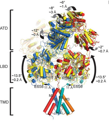 Image: A diagram showing how different domains of the NMDA receptor move when the receptor is in active, non-active, and inhibited states. Understanding how NMDA receptors activate is critical in designing novel therapeutic compounds for potential use in schizophrenia, depression, and other disorders (Photo courtesy of Furukawa Lab, Cold Spring Harbor Laboratory).