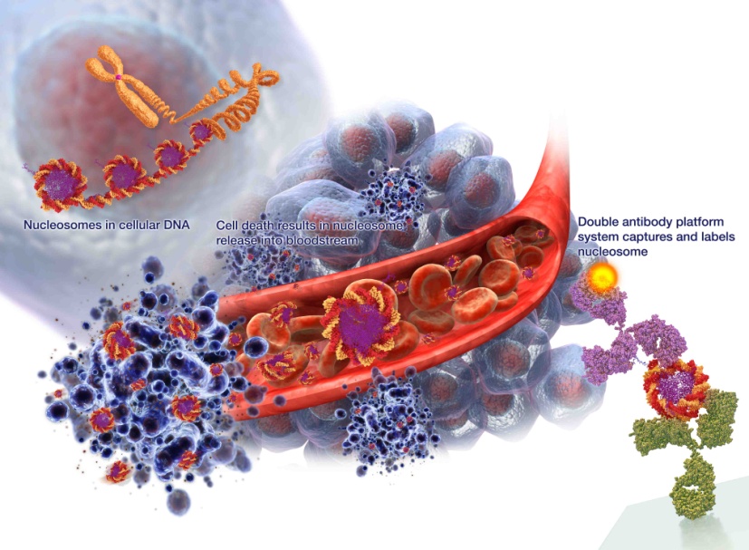 Схематическое изображение принципа анализа NuQ на обнаружение биомаркера для диагностики рака предстательной железы (фото любезно предоставлено компанией VolitionRx).