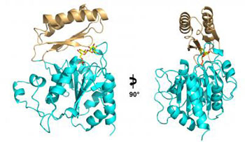 Image: This ribbon diagram shows two views of the structure of the enzyme Tps2 as it removes a phosphate from a sugar molecule (yellow, orange, and red). The result of this process is trehalose, which forms a tough coating on pathogenic fungi, enabling them to make the transition from the ambient temperature of the environment to the much hotter temperature inside a human host (Photo courtesy of Yi Miao, Duke University).