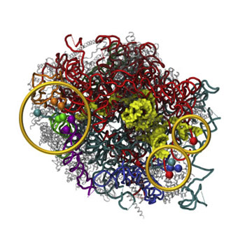 Image: Surface model of Leishmania’s ribosomal large subunit (rLSU) based on the first high-resolution structure, obtained by 2.8-A° cryo-EM. Circled are the locations of three focal points of rLSU rRNA segmentation in regards to the ribosome exit tunnel. 26S rRNA segment-terminals in the leishmanial ribosome were found to converge to these three separate focal points, all located on the solvent-exposed side of the rLSU. The 5.8S rRNA chain is represented as yellow surface and all other chains are represented as cartoon tubes. The study revealed the fragmented nature of leishmanial rRNA and irregular distribution of rRNA modifications, with implications for drug development against Leishmania and related parasites (Photo courtesy of Cell Reports).