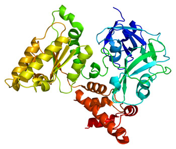 Image: The structure of the VCP protein (Photo courtesy of Wikimedia Commons).