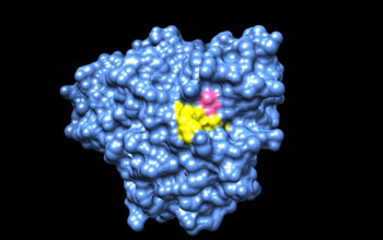 Image: A model of the crystal structure of adenosine deaminase, one of the protein targets of DMF. The amino acid labeled by DMF is shown in pink, and neighboring residues associated with a human immunodeficiency are shown in yellow (Photo courtesy of The Scripps Research Institute).