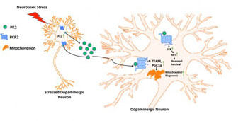Image: Diagram shows how the neuropeptide Prokineticin-2 (PK2) is rapidly induced during early stages of neurotoxic stress and secreted into extracellular spaces. PK2 is thought to act as a protective mechanism that helps neurons cope with Parkinson’s disease (Photo courtesy of Dr. Anumantha Kanthasamy, Iowa State University).