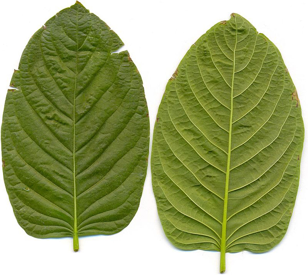 Image: A close-up of Kratom plant leaves (Photo courtesy of Wikimedia Commons).