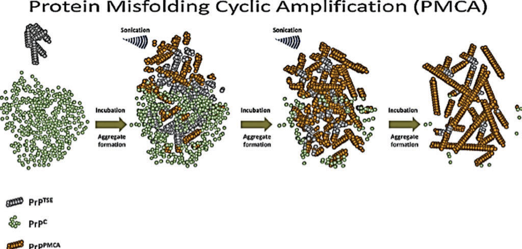 Image: A diagram of protein misfolding cyclic amplification (PMCA) as applied to prions (Photo courtesy of Dr. Paula Saá).