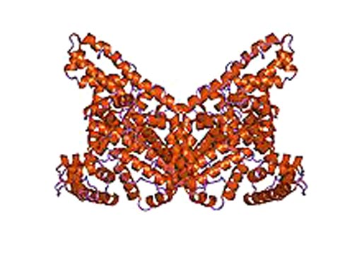 Image: A structural model of serum albumin (Photo courtesy of Wikimedia Commons).