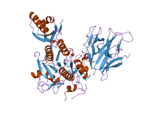 Image: The Crystal structure of PCSK9 (proprotein convertase subtilisin/kexin type 9) (Photo courtesy of Wikimedia Commons).