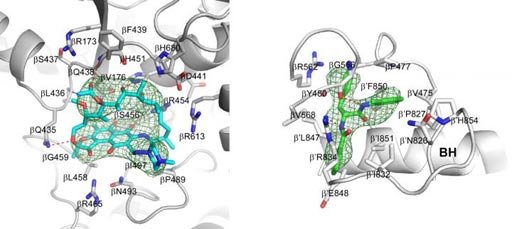Image: Crystal structures of Mtb RNAP bound to rifampin (left) and Mtb RNAP bound to an AAP (right) show the Mtb RNAP interactions. Gray ribbons, Mtb RNAP backbone; gray, cyan, and green sticks, Mtb RNAP, rifampin, and AAP carbon atoms; red and blue sticks, oxygen and nitrogen atoms; green mesh, mFo-Fc electron density omit map; BH, Mtb RNAP bridge helix (Photo courtesy of Wei Lin and Richard H. Ebright, Rutgers University).