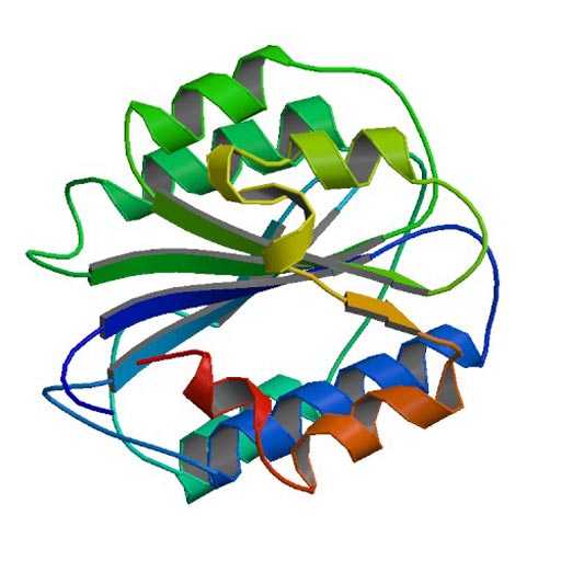 Image: A ribbon model of von Willebrand factor, mutations of which can cause the inherited blood disorder von Willebrand Disease (Photo courtesy of Wikimedia).