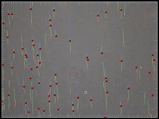 Image: Single cell tracking trajectories (flow is bottom to top) of cells expressing E-selectin (red spheres) rolling over CD44 purified from T-cells over time (Photo courtesy of Dr. Jasmeen Merzaban, King Abdullah University of Science & Technology).