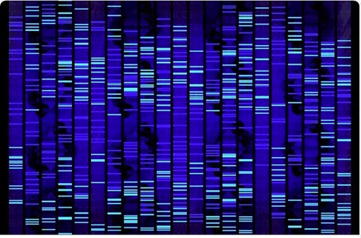Image: Scientists found that by testing for 19 new genetic factors in addition to the 25 risk genes already known, they could identify the 1% of men at highest risk of testicular cancer (Photo courtesy of Shutterstock). Image: Scientists found that by testing for 19 new genetic factors in addition to the 25 risk genes already known, they could identify the 1% of men at highest risk of testicular cancer (Photo courtesy of Shutterstock).