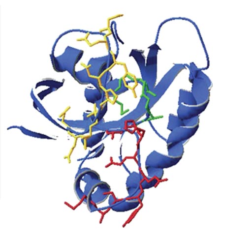 Image: A model of the KRAS protein with important domains highlighted (Photo courtesy of ResearchGate).