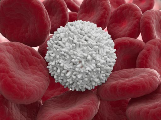 Image: A white blood cell among red blood cells (Photo courtesy of HealthTap).