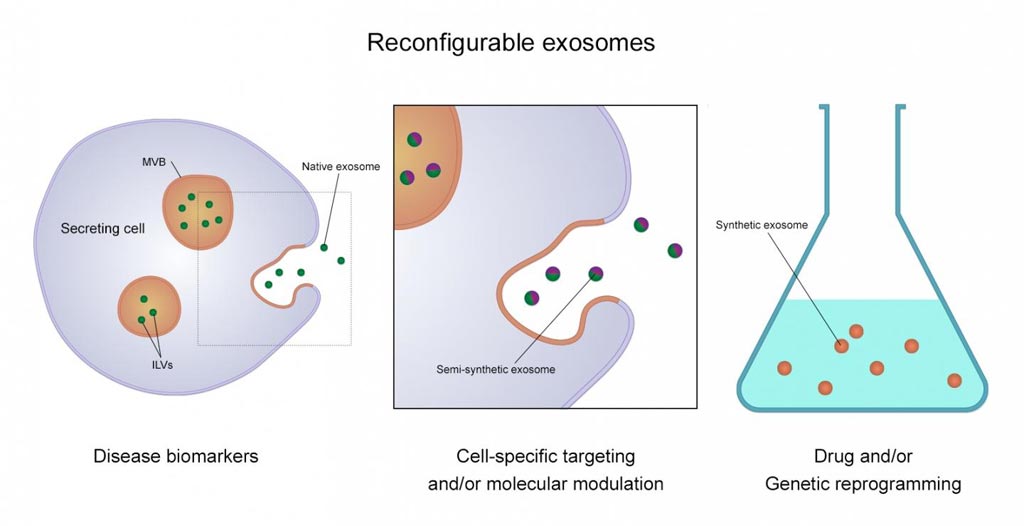 Image: Exosomes can be produced by cells (left), altered before production or after purification (middle), and made in the laboratory (right) depending on their final use (Photo courtesy of Dr. Marta I. Oliveira, International Iberian Nanotechnology Laboratory).