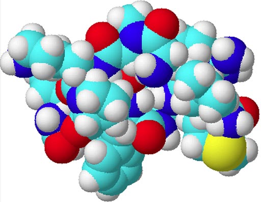 Image: A space-filling model of substance P (Photo courtesy of Wikimedia Commons).