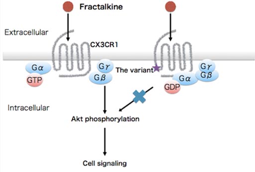 Image: The gene variant, with a single amino acid switch from alanine to threonine in the brain-expressed G-protein coupled recepter CX3CR1, causes disruption of Akt signaling (Photo courtesy of Osaka University).