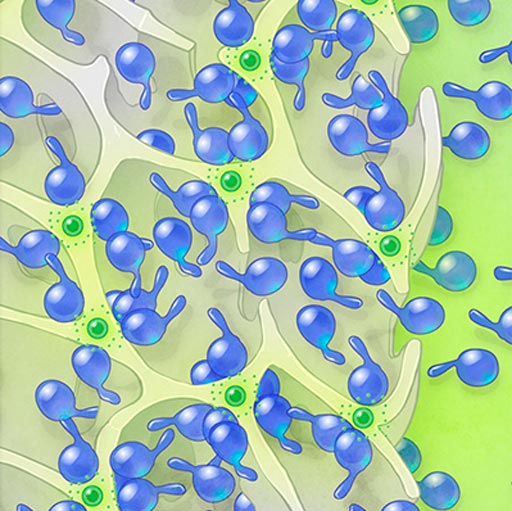 Image: A diagram of a scaffold loaded with CAR T-cells and “microspheres” containing nutrients to help the cells multiply and then leave the scaffold to go attack cancer cells (Photo courtesy of the Fred Hutchinson Cancer Research Center).