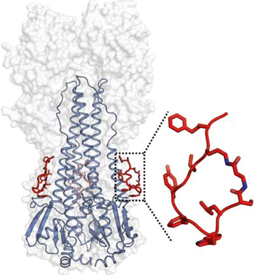 Image: A model of a potent peptide that targets influenza virus hemagglutinin and mimics the functionality of a broadly neutralizing antibody (Photo courtesy of Rameshwar U. Kadam, Ian Wilson\'s Laboratory, The Scripps Research Institute).