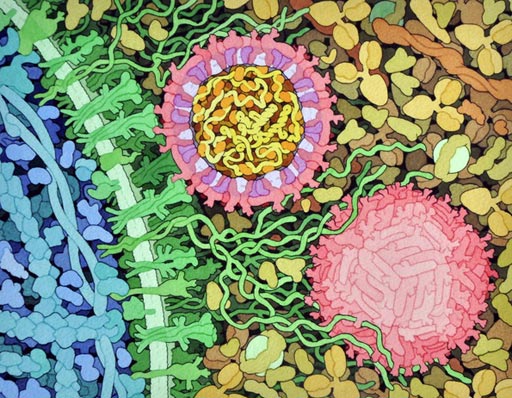 Image: A drawing of the outside of one Zika virus particle, and a cross-section through another as it interacts with a cell (Photo courtesy of David Goodsell).