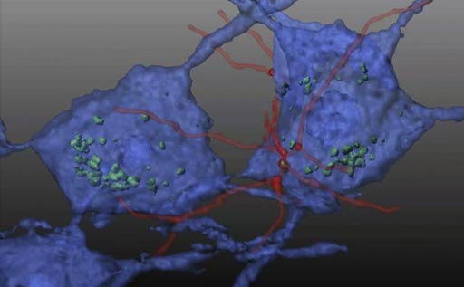 Image: In this reconstituted schematic, hematopoietic stem cells (HSC) transplanted in a mouse model of Friedreich\'s ataxia differentiate into microglial cells (red) and transfer mitochondrial protein (green) to neurons (blue), preventing neurodegeneration (Photo courtesy of Dr. Stephanie Cherqui, University of California, San Diego).