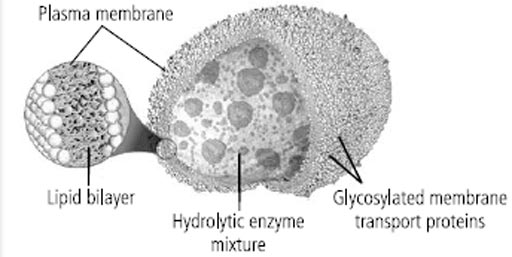 Image: A lysosome ultrastructure (Photo courtesy of Hourlybook Open Source Education Blog).