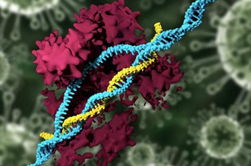 Image: Investigators have developed nanoparticles that can transport the CRISPR genome-editing system in vivo and specifically modify genes, eliminating the need to use viruses for delivery (Photo courtesy of Massachusetts Institute of Technology).