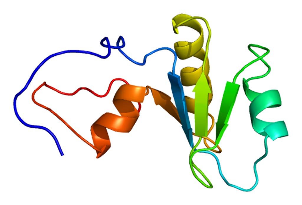 Image: The structure of the PARN (Poly(A)-specific ribonuclease) protein (Photo courtesy of Wikimedia Commons).