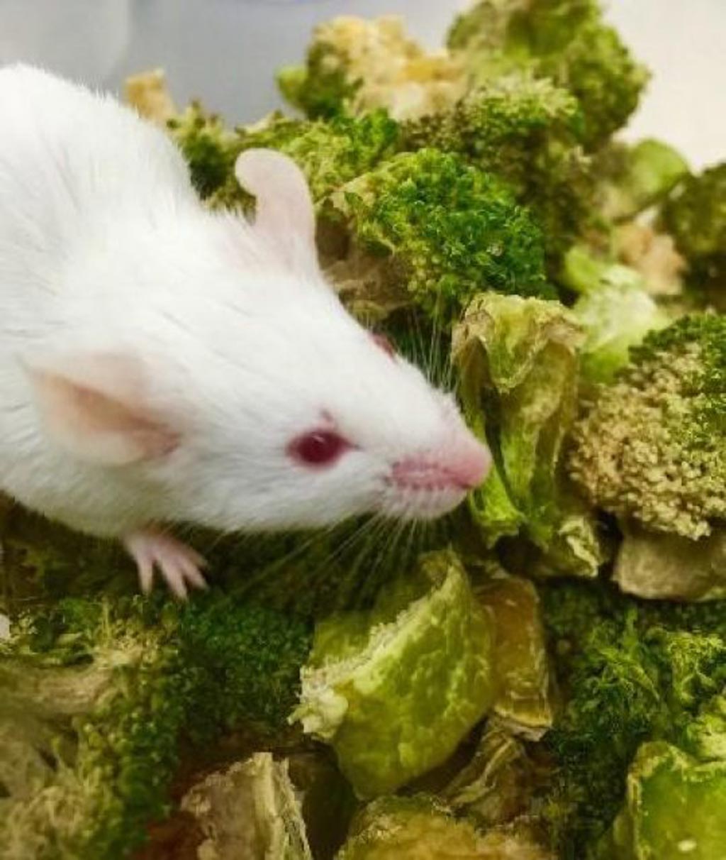 Image: Colorectal cancer was blocked in mice fed with a genetically engineered microbe and a cruciferous vegetable-rich diet (Photo courtesy of Dr. Chun-Loong Ho, National University of Singapore).