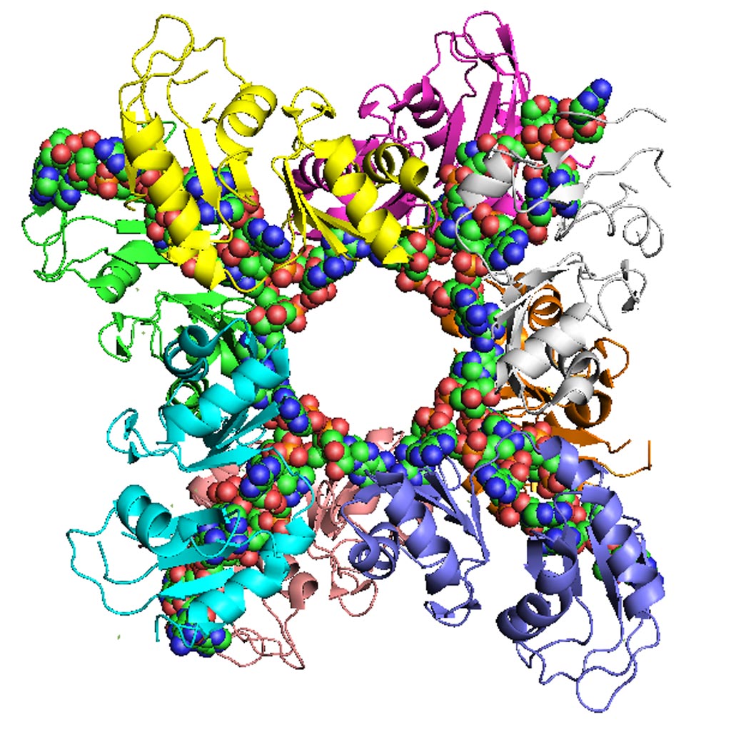 Image: A Poly(A) RNA binding protein (PABP) (Photo courtesy of Wikimedia Commons).