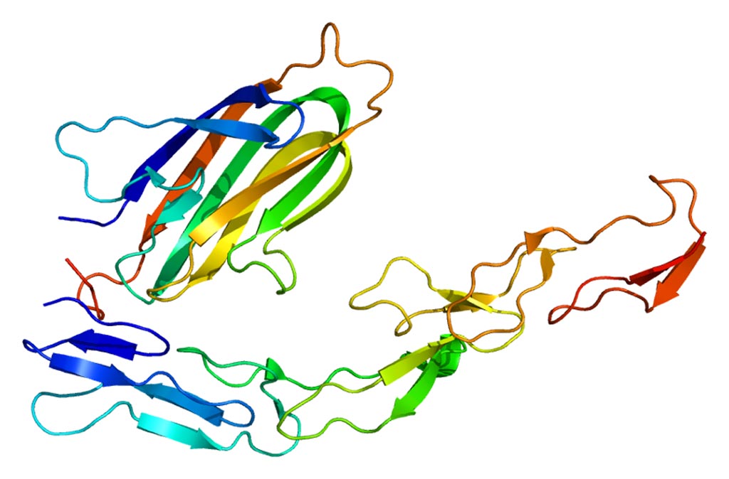 Image: The structure of the OX40 protein (Photo courtesy of Wikimedia Commons).