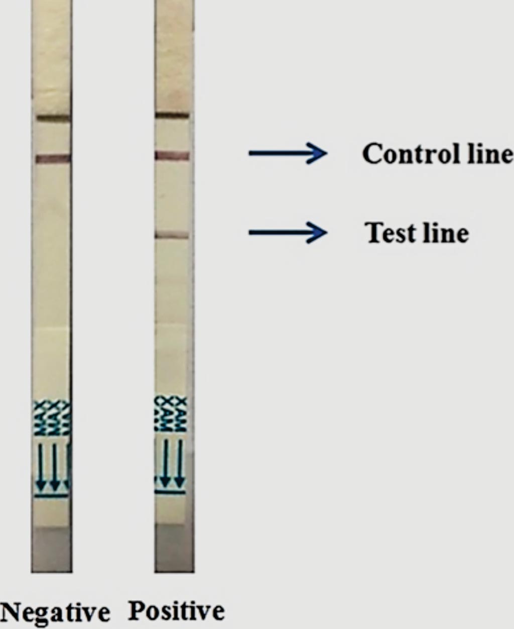 Image: Two Cholkit dipsticks showing characteristic negative (left image) and positive (right image) results after 15 minutes sample run (Photo courtesy of International Centre for Diarrhoeal Disease Research).
