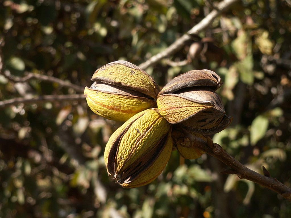 Image: Ripe pecan-nuts photographed on a tree in Hadera, Israel (Photo courtesy of Wikimedia Commons).