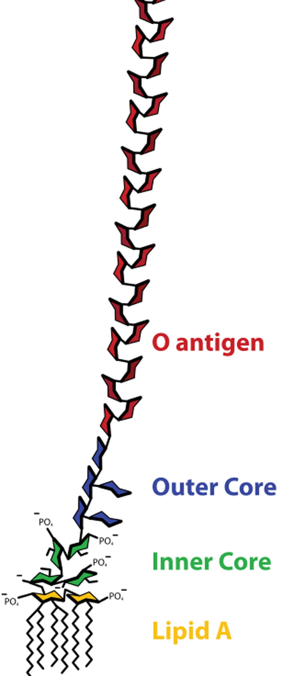 Image: The structure of a lipopolysaccharide (Photo courtesy of Wikimedia Commons).