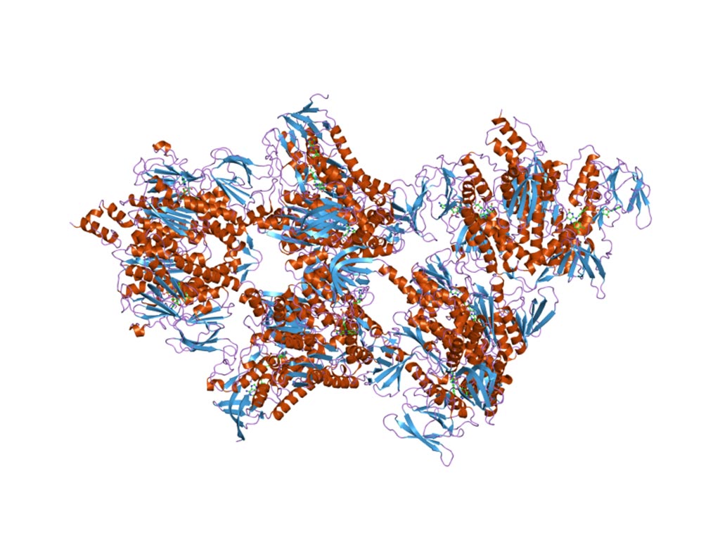 Image: A representation of the molecular structure of PDHX protein (Photo courtesy of Wikimedia Commons).