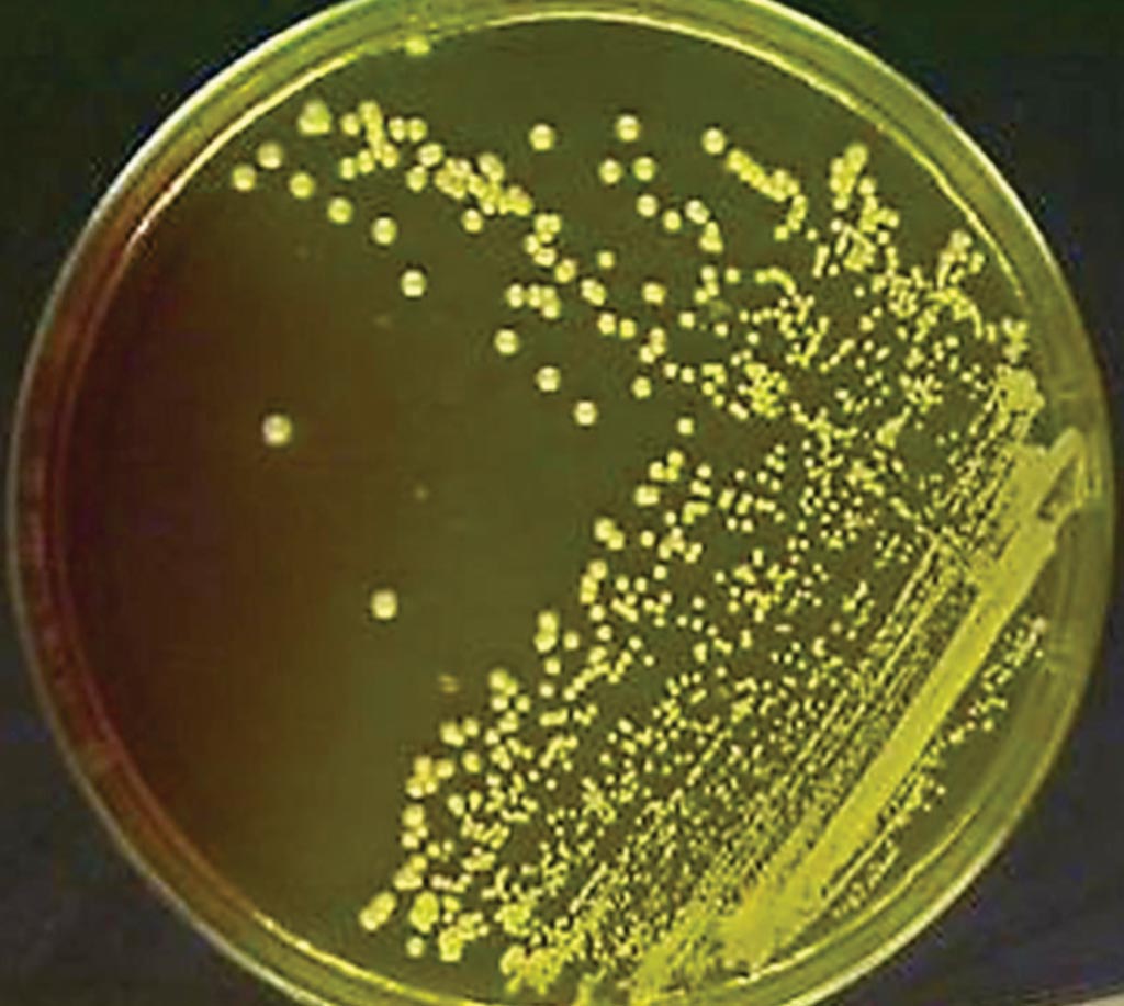 Image: Mannitol salt agar plate with oxacillin showing methicillin-resistant Staphylococcus aureus (Photo courtesy of Medical College, Pondicherry).