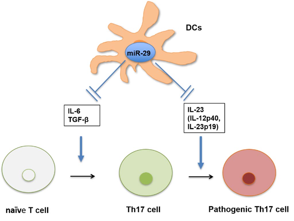 Image: The role of miRNAs in inflammatory bowel disease (IBD): miR-29 loaded on a supercarbonate apatite prevented the development of inflammation by suppressing the production of inflammatory cytokines (IL-6, TGF-beta, and IL-23) secreted from dendritic cells and by suppressing the differentiation of naive T-cells to Th17 cells (Photo courtesy of Osaka University).