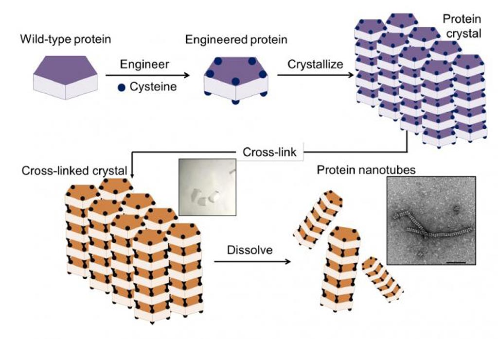 Image: The method for assembly of protein nanotubes involved a four-step process: 1) introduction of cysteine residues into the wild-type protein; 2) crystallization of the engineered protein into a lattice structure; 3) formation of a cross-linked crystal; and 4) dissolution of the scaffold to release the protein nanotubes (Photo courtesy of Chemical Science).